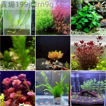 【16款 水草種子】10月到貨 懶人水草種籽 迷你速生水草種子 魚缸造景綠植伴侶 水下葉種籽 四季常綠免換水
