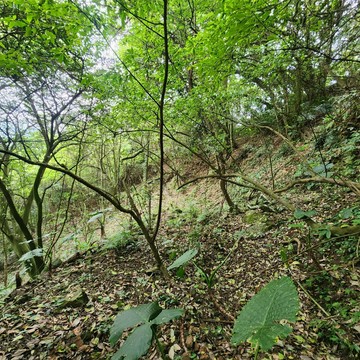 新竹橫山內灣林地2923.8坪 中信妮姐｜新竹縣橫山鄉石湖段