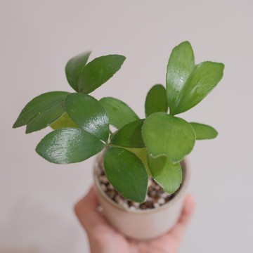 幸運鐵樹