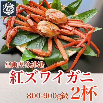 魚卸問屋のベニズワイガニ 900g級以上×2杯 はりたや