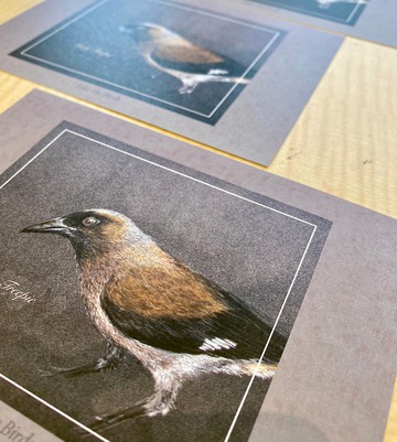 手繪 樹鵲 明信片