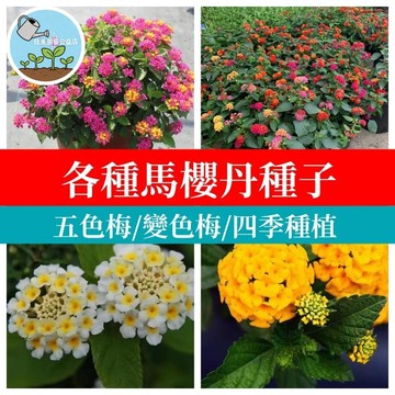 馬櫻丹種子 五色梅 七變花 如意草 變色花種 四季開花 庭院盆栽 陽台綠化 招蜂引蝶 耐旱好種 長效花期 觀賞植物