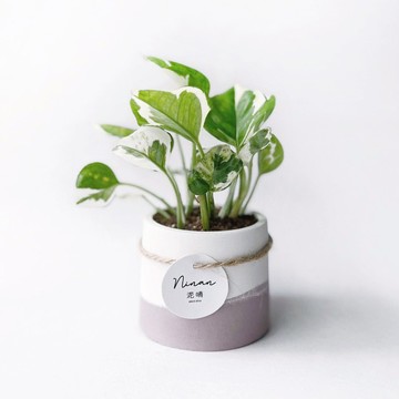 莫蘭迪粉系列 | 白金葛 室內植栽 圓形雙色水泥觀葉盆栽