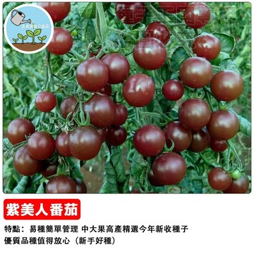 紫美人番茄種子 紫色小番茄苗 黑番茄 盆栽陽台菜園 家庭食用 自種有機 櫻桃番茄 台灣品種 豐收 耐熱易種#tomato