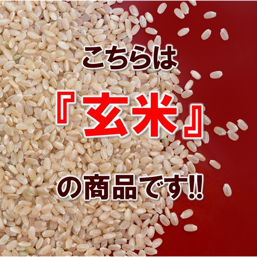 玄米 幻の米 飯山 長野県産 栄村産 コシヒカリ こしひかり 5kg