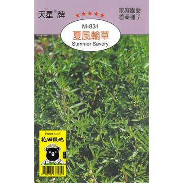 花田綠地種子 夏風輪草