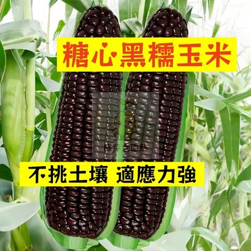 🌱早熟高產 糖心黑糯玉米種子YM-18 不挑土壤 適應力強 生長勢快 番麥 玉蜀黍 包穀 易種植 高產陽台盆栽蔬菜種籽