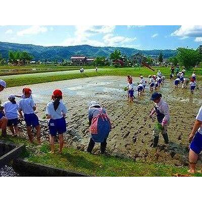 ふるさと納税 南魚沼産（しおざわ）こしひかり8割減農薬米精米2Kg×12回 新潟県南魚沼市