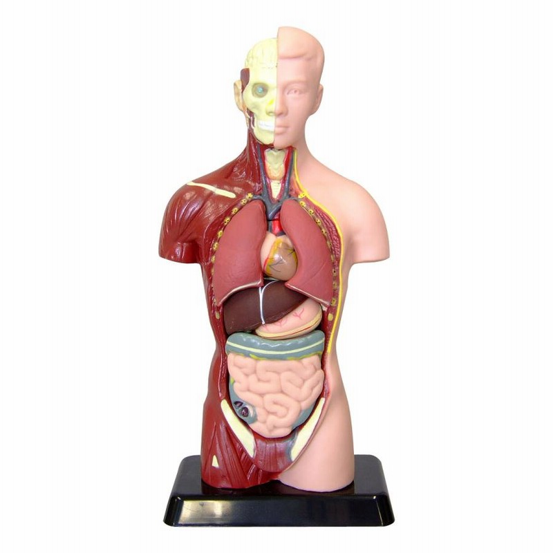 人間の等身大の肝臓モデル 3 つの部分人間の肝臓モデル膵臓と