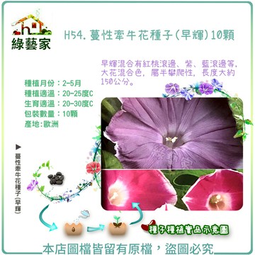 H54.蔓性牽牛花種子(早輝)10顆花卉 花類種子【綠藝家】