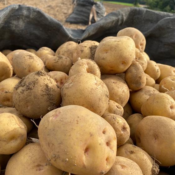 野菜 じゃがいも (3)キタアカリ ＬＭサイズ 5キロ じゃがいも 北海道 産地直送