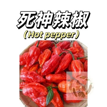 嘉義現貨（卡羅萊納死神辣椒種子LJ-40）（超級辣）(Carolina Reapers)SHU：2,200,000度