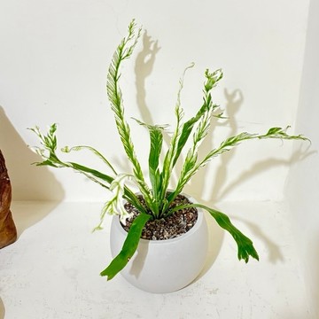 ☘️斑葉鹿角山蘇☘️山蘇花類植物或稱巢蕨類植物