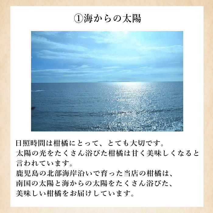 (ご家庭用)サワーポメロ1.5kg(小さいサイズ4〜5玉) 訳あり 文旦 グレープフルーツ (2月下旬より発送開始)