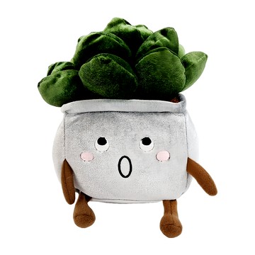 萌布朗 療癒系 多肉植物  1個