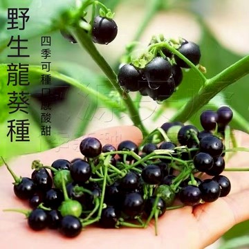 現貨 龍葵種子（50粒）龍葵種子 紫黑色龍葵 農家龍葵貴 水果種子 四季陽台盆栽 酸甜可口 四季種植 超低價 一元3粒