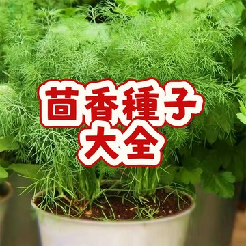 次日達-（茴香種子大全）今年新籽 多茬採收 香味濃郁 營養豐富 新手易種植 陽台庭院盆栽#量大優惠