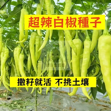 🌱早熟高產 🌶️超辣白椒種子LJ-52 特辣 爆辣 後勁十足 抗病性強 生長勢快 不挑土壤 易種植田栽庭院盆栽蔬菜種子
