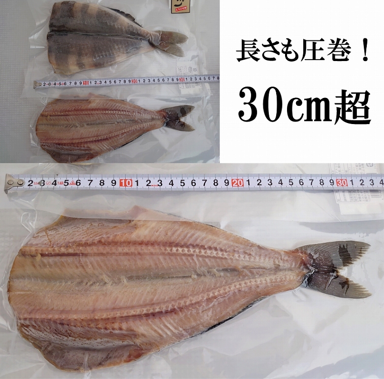 特大 しまほっけ シマホッケ 縞ほっけ ほっけ ホッケ １０尾入り （300〜380ｇ １尾）魚介類、海産物 干物 一夜干し 送料無料