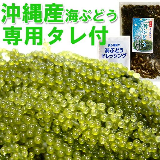 海ぶどう 沖縄産 100g 天皇杯受賞(クビレヅタ：海水入り海ブドウ) うみぶどう 専用タレ付  送料無料