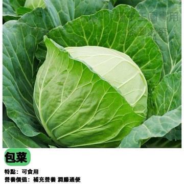 台灣高麗菜種子 捲葉甘藍 結球甘藍 初秋高麗菜苗 家庭菜園種子 盆栽可種 耐寒蔬菜 脆甜多汁 自種安心 秋冬播種好時機