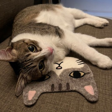 【客製化自家貓咪】羊毛氈杯墊/隔熱墊  全手工 原創設計