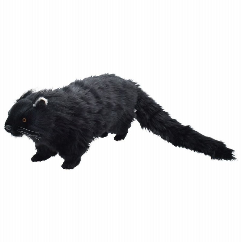 激レア！ ビントロング（Binturong / Bear cat）の頭骨 ☆ 即納 ☆ 激レア！ ビントロング（Binturong / Bear cat）の