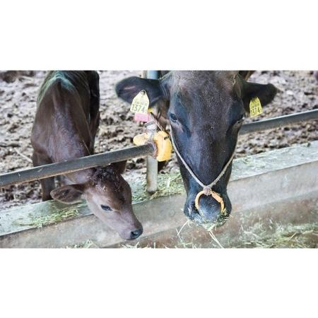 ふるさと納税 もとぶ牛ロースステーキ（ギフト用）600g 沖縄県本部町