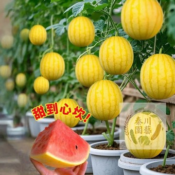 【台灣現貨】黃皮盆栽蜂蜜小西瓜種子｜四季果樹｜陽台庭院｜香甜多汁｜自栽送禮兩相宜｜四季高產｜快速出貨｜居家綠化｜水果種子