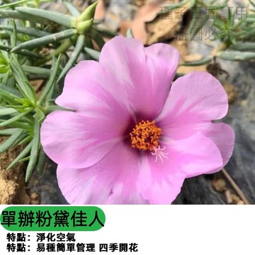 重瓣太陽花種子 單瓣粉黛佳人 觀賞向日葵 切花品種 花束DIY 庭園花海 陽台盆栽 四季可種 好養活 開花不斷 蜜源植物