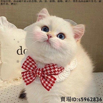 【台灣免運】貓咪圍脖寵物項圈手工編織公主風可愛口水巾圍兜圍巾冬季高顏值