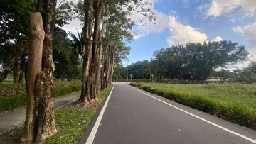 專售~百顆落羽松森林只售公告現值價｜花蓮縣吉安鄉五十甲段