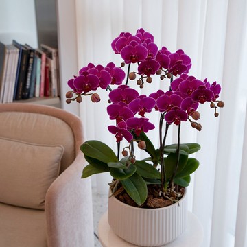 【蘭花盆栽】紫鑽蝴蝶蘭盆栽(大) 升遷送禮 開幕盆栽 年節送禮