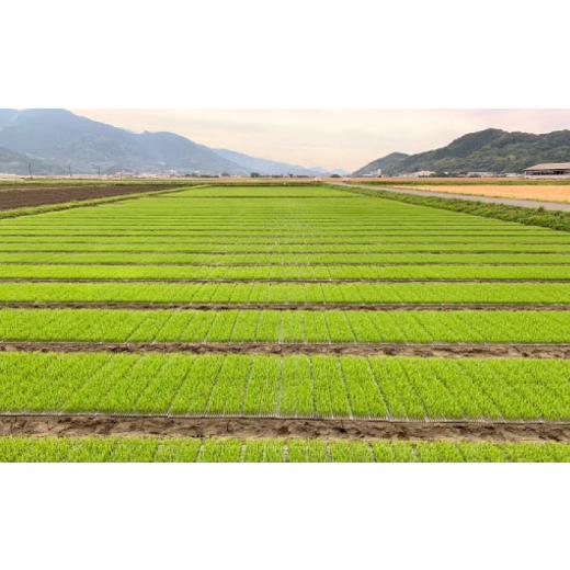 ふるさと納税 福岡県 糸島市 米 旋風 ヒノヒカリ 5kg 《糸島》[ABF020]