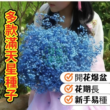 臺灣發貨【多款滿天星種子】 爆盆花卉種子 易爆盆四季種易活開花不斷 觀賞花卉種子 室內陽臺盆栽種子  切花材料