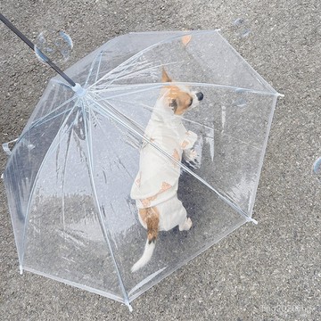 全店免運🎁寵物專用狗狗雨傘下雨遛狗神器柯基雨衣狗用雨傘透明泰迪中小型犬 透明寵物 狗狗雨傘 狗狗 C型雨傘 雨天遛狗