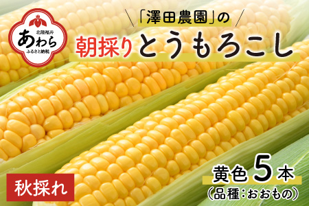 秋とうもろこし 5本 おおもの 黄色 朝採り ／ 期間限定 数量限定 ハウス栽培 産地直送 甘い スイートコーン とうもろこし 野菜 あわら ※2024年10月10日より順次発送