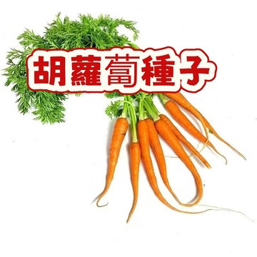 🌱【迷你胡蘿蔔種子（1元1粒種子）】 當季新籽 發芽率高 產量高  可生吃 脆甜可口 營養豐富 陽台庭院盆栽 #超優惠