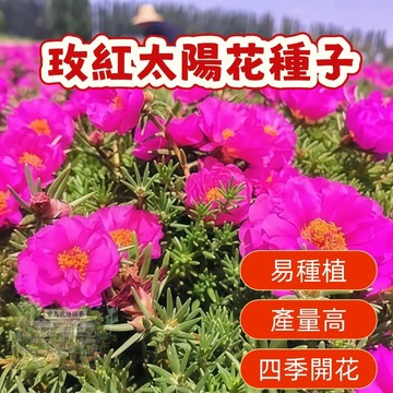🌹  玫紅太陽花種子  四季種植 稀有重瓣 四季播種松葉牡丹易活開花不斷室內外陽臺種植 觀賞花卉種子 超低價