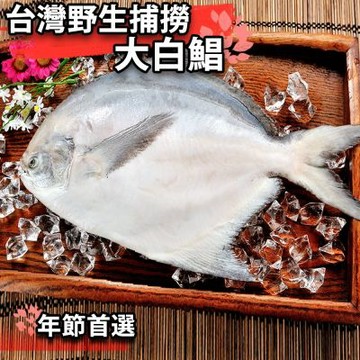 【鮮綠生活】野生大白鯧500克 共1尾