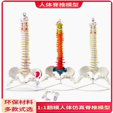 【台灣公司 可開發票】人體脊柱模型1:1成人正骨練習脊椎模型頸椎腰椎人體骨骼模型骨架