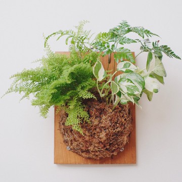 上板植物/兔腳蕨/蕾絲蕨/白泉黃金葛/