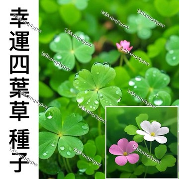 現貨 【幸運四葉草種子】（500粒） 幸運草 新品紫蝴蝶幸運草種子 三葉草種子 酢漿草種子 四葉草種子 盆栽花卉植物