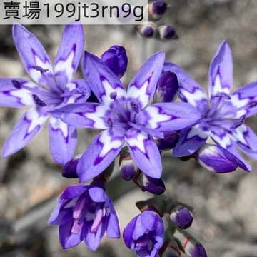 現貨🌿【傘花鐘根鳶尾種子】🌿（50粒裝）藍紫漸變 藍紫精靈 四季懶人種植種子 盆栽庭院花卉種子
