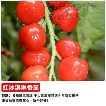 （48h出貨）紅冰淇淋番茄種子（冰激凌番茄）日本品種小西紅柿~稀有品種~tomato蔬菜種子