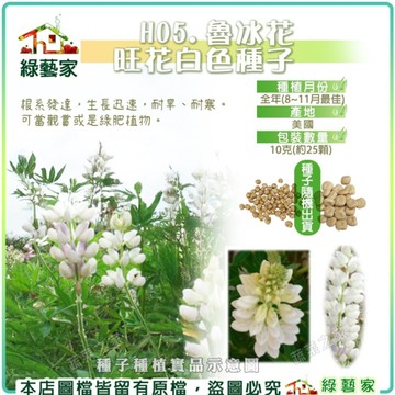 【綠藝家】H06.魯冰花(旺花白色)種子