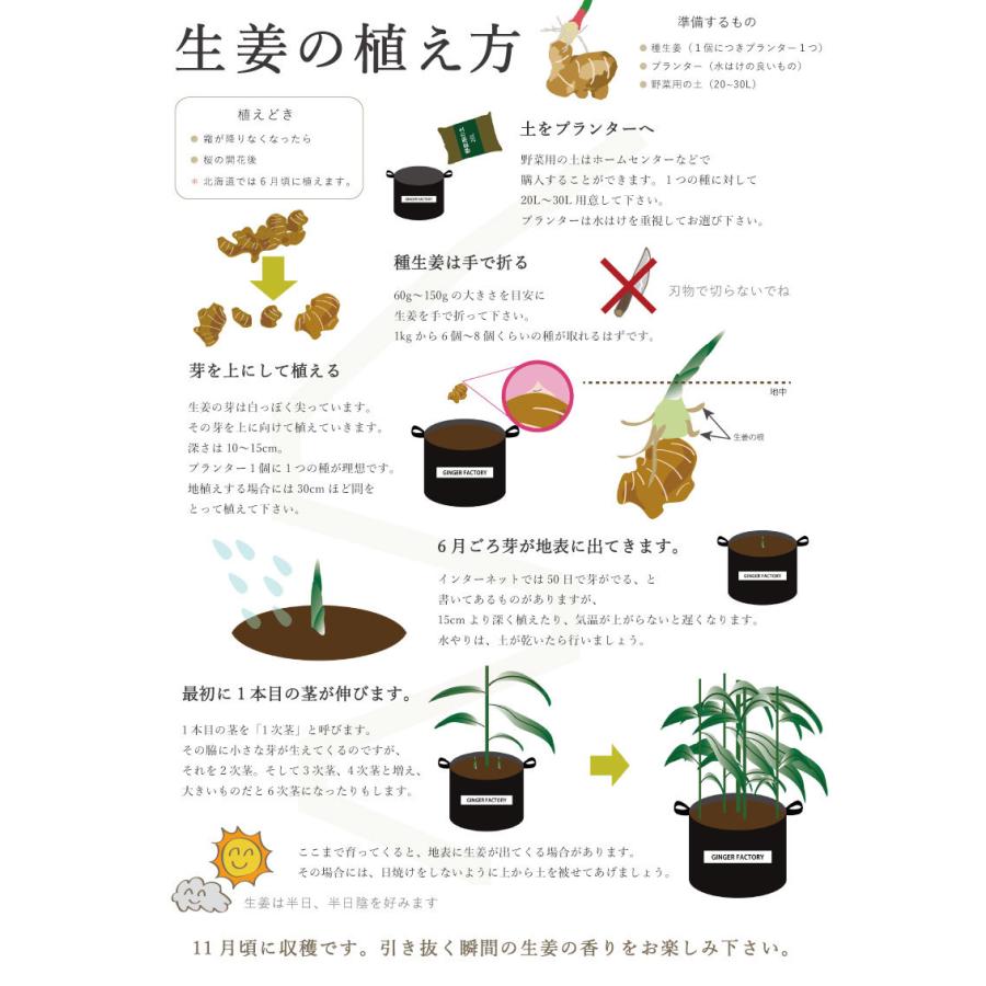 種生姜 熊本県産 無農薬生姜 2kg 送料無料 国産 生姜 しょうが 栽培 家庭菜園 たね生姜 生姜の種 種芋