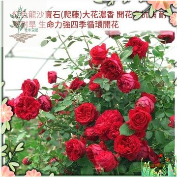 青禾園藝（100款薔薇花種子）🌹多年生無刺爬藤薔薇玫瑰散裝種子 藤本月季四季開花木香花大遊行詹森藤彩虹粉龍多頭玫瑰花種子