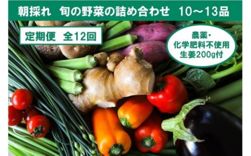 農薬不使用の生姜200gと旬の野菜詰め合わせ10～13品目