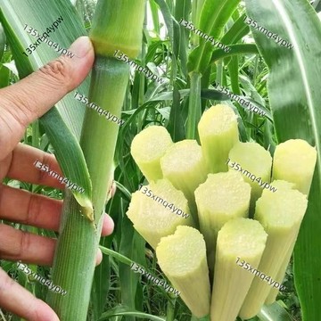 台灣現貨 高粱種子（100粒） 四季種植 甜桿高粱 甜高粱種子 甜桿 脆甜多汁 春秋播種 農家水果 四季種子